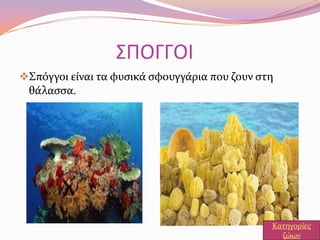 ΢ΠΟΓΓΟΙ
΢πόγγοι εύναι τα φυςικϊ ςφουγγϊρια που ζουν ςτη
θϊλαςςα.
Κατηγορύεσ
ζώων
 