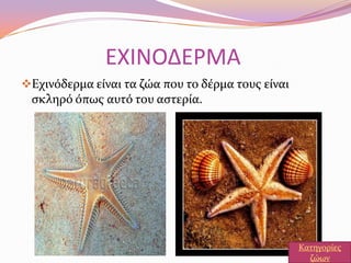 ΕΧΙΝΟΔΕΡΜΑ
Εχινόδερμα εύναι τα ζώα που το δϋρμα τουσ εύναι
ςκληρό όπωσ αυτό του αςτερύα.
Κατηγορύεσ
ζώων
 