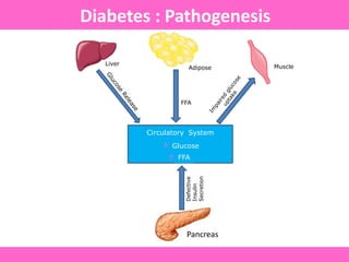 Diabetes : Pathogenesis
Circulatory System
Pancreas
Defective
Insulin
Secretion
FFA
Liver
Adipose Muscle
Circulatory System
Glucose
FFA
 