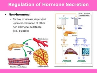 Regulation of Hormone Secretion
• Non-hormonal
– Control of release dependent
upon concentration of other
non-hormonal substance
(i.e., glucose)
 