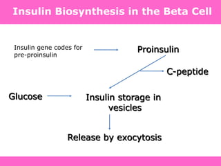 Insulin Biosynthesis in the Beta Cell
Insulin gene codes for
pre-proinsulin
Release by exocytosis
Proinsulin
C-peptide
Glucose Insulin storage in
vesicles
 