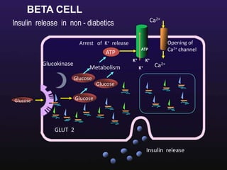 Date :12th Mar 09 Valid: 11th Mar 10
Arrest of K+ release
Ca2+
Opening of
Ca2+ channel
Ca2+
K+
K+ K+
ATP
Metabolism
Glucokinase
Glucose
Glucose
Glucose
GLUT 2
Insulin release
ATP
Glucose
Insulin release in non - diabetics
BETA CELL
 