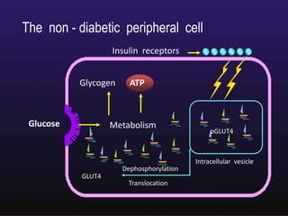 Date :12th Mar 09 Valid: 11th Mar 10
Insulin receptors
Glucose
Glycogen
Metabolism
GLUT4
Dephosphorylation
Translocation
Intracellular vesicle
pGLUT4
ATP
The non - diabetic peripheral cell
 