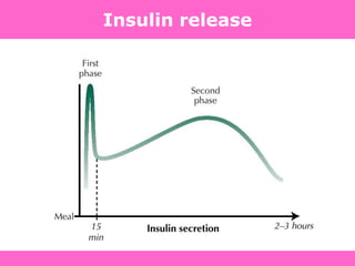Insulin release
 