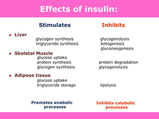glycogen synthesis glycogenolysis
triglyceride synthesis ketogenesis
gluconeogenesis
glucose uptake
protein synthesis protein degradation
glycogen synthesis glycogenolysis
glucose uptake
triglyceride storage lipolysis
Stimulates Inhibits
 Liver
 Skeletal Muscle
 Adipose tissue
Promotes anabolic
processes
Inhibits catabolic
processes
Effects of insulin:
 