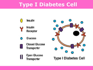 Type I Diabetes Cell
 