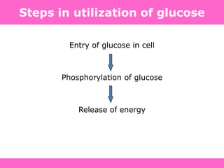 Steps in utilization of glucose
Entry of glucose in cell
Phosphorylation of glucose
Release of energy
 