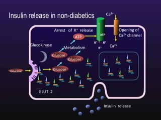 Date :12th Mar 09 Valid: 11th Mar 10
Arrest of K+ release
Ca2+
Opening of
Ca2+ channel
Ca2+
K+
K+ K+
ATP
Metabolism
Glucokinase
Glucose
Glucose
Glucose
GLUT 2
Insulin release
ATP
Glucose
Insulin release in non-diabetics
 