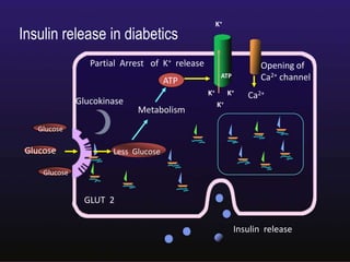 Date :12th Mar 09 Valid: 11th Mar 10
Partial Arrest of K+ release Opening of
Ca2+ channel
Ca2+
K+
K+ K+
ATP
Metabolism
Glucokinase
Less Glucose
GLUT 2
Insulin release
ATP
Glucose
Glucose
Glucose
Insulin release in diabetics
K+
 