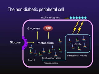 Date :12th Mar 09 Valid: 11th Mar 10
Insulin receptors
Glucose
Glycogen
Metabolism
GLUT4
Dephosphorylation
Translocation
Intracellular vesicle
pGLUT4
ATP
The non-diabetic peripheral cell
 
