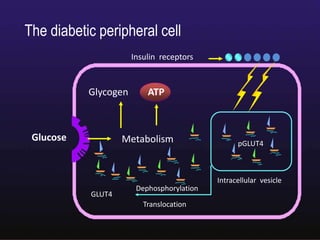 Date :12th Mar 09 Valid: 11th Mar 10
Insulin receptors
Glucose
Glycogen
Metabolism
GLUT4
Dephosphorylation
Translocation
Intracellular vesicle
pGLUT4
ATP
The diabetic peripheral cell
 