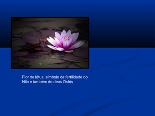 Flor de lótus, símbolo da fertilidade do
Nilo e também do deus Osíris
 