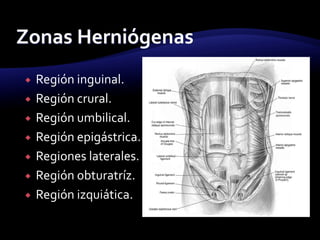  Región inguinal.
 Región crural.
 Región umbilical.
 Región epigástrica.
 Regiones laterales.
 Región obturatríz.
 Región izquiática.
 