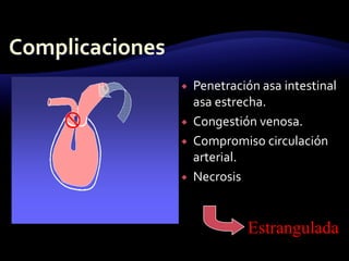 Penetración asa intestinal
asa estrecha.
 Congestión venosa.
 Compromiso circulación
arterial.
 Necrosis
Estrangulada
 
