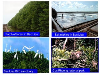 Patch of forest in Bac Lieu Salt making in Bac Lieu
Bac Lieu Bird sanctuary Cuc Phuong national park
 