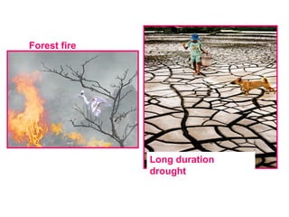 Forest fire
Long duration
drought
 