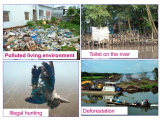 Polluted living environment
Deforestation
Toilet on the river
Illegal hunting
 