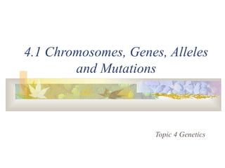 4.1 Chromosomes, Genes, Alleles
and Mutations
Topic 4 Genetics
 