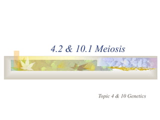 4.2 & 10.1 Meiosis
Topic 4 & 10 Genetics
 