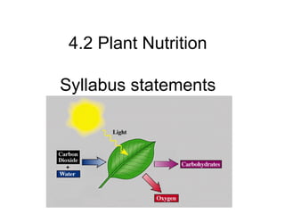 4.2 Plant Nutrition
Syllabus statements
 