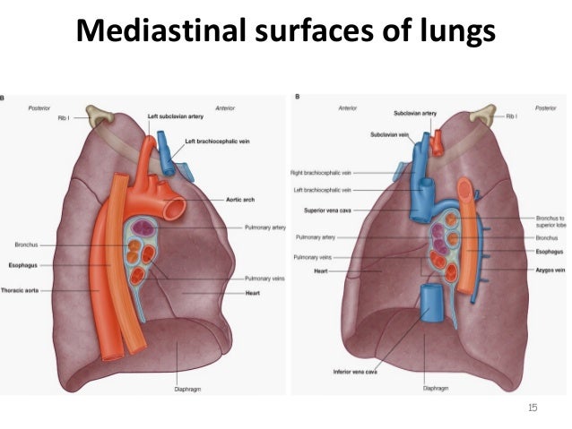 download free hilum of lung download free hilum of lung