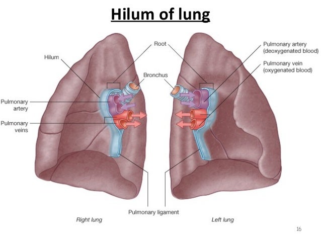lungs bp segments