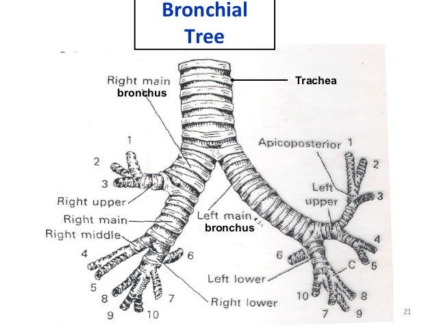 lungs bp segments
