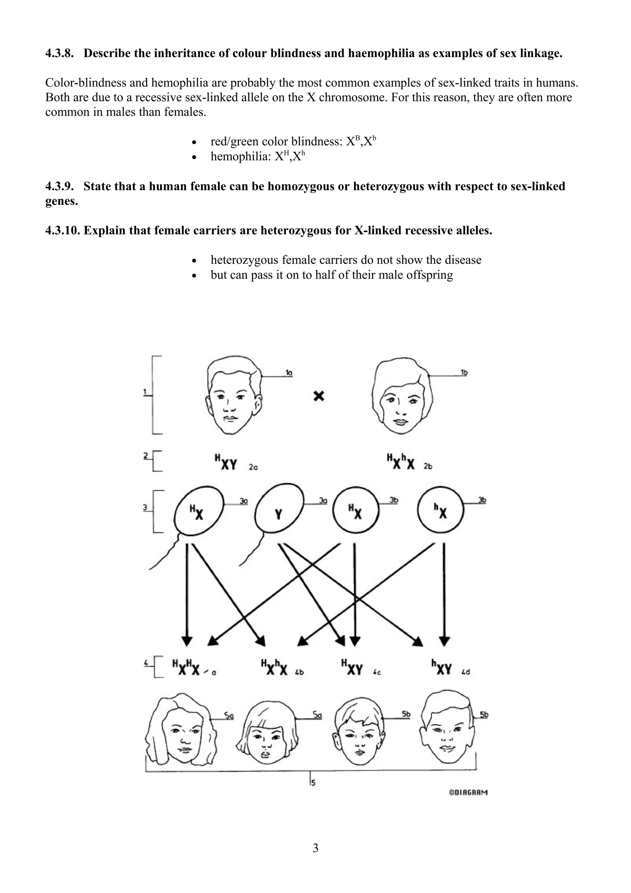 4.3.8. Describe the inheritance of colour blindness and haemophilia as examples of sex linkage.
Color-blindness and hemophilia are probably the most common examples of sex-linked traits in humans.
Both are due to a recessive sex-linked allele on the X chromosome. For this reason, they are often more
common in males than females.
• red/green color blindness: XB
,Xb
• hemophilia: XH
,Xh
4.3.9. State that a human female can be homozygous or heterozygous with respect to sex-linked
genes.
4.3.10. Explain that female carriers are heterozygous for X-linked recessive alleles.
• heterozygous female carriers do not show the disease
• but can pass it on to half of their male offspring
3
 