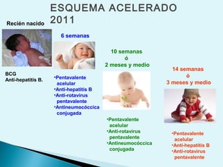 ESQUEMA ACELERADO
2011Recién nacido
6 semanas
10 semanas
ó
2 meses y medio
14 semanas
ó
3 meses y medio
BCG
Anti-hepatitis B.
•Pentavalente
acelular
•Anti-hepatitis B
•Anti-rotavirus
pentavalente
•Antineumocóccica
conjugada
•Pentavalente
acelular
•Anti-rotavirus
pentavalente
•Antineumocóccica
conjugada
•Pentavalente
acelular
•Anti-hepatitis B
•Anti-rotavirus
pentavalente
 
