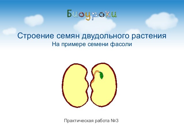 Тест строение семян 6 класс. Строение семени двудольного растения. строение семени фасоли. семена фасоли лабораторная работа. строение семени фасоли лабораторная работа 6 класс.
