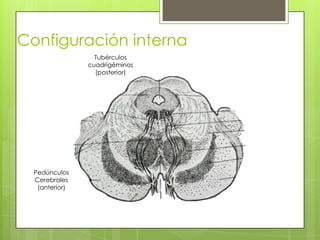 Configuración interna
Tubérculos
cuadrigéminos
(posterior)
Pedúnculos
Cerebrales
(anterior)
 