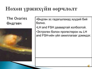The Ovaries
Өндгөвч

•Өндгөн эс гадагшлахад хүүдий бий
болно.
•LH and FSH даавартай холбоотой.
•Эстроген болон прогестерон нь LH
and FSH-ийн үйл ажиллагааг дэмждэг.

 