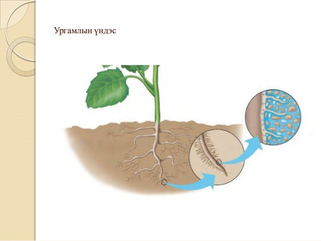ургамлын ургалтын зохицуулалт лекц4