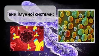 Гени імунної системи:

 