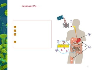 Gênero Salmonella…

Febre tifoide (S. typhi)

Dose infectante de 105 a 108 microorganismos

Inóculo bacteriano
Acido gástrico
Flora bacteriana do
intestino
Imunidade
*SIDA 20-100 mais risco

13

 