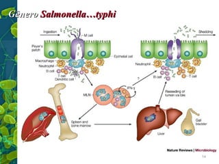 Gênero Salmonella…typhi

14

 