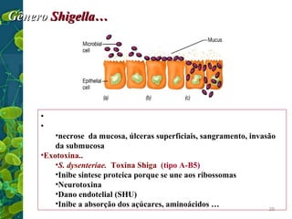 Gênero Shigella…

•Formação de microabcessos
•Endotoxina…
•necrose da mucosa, úlceras superficiais, sangramento, invasão
da submucosa
•Exotoxina..
•S. dysenteriae. Toxina Shiga (tipo A-B5)
•Inibe sintese proteica porque se une aos ribossomas
•Neurotoxina
•Dano endotelial (SHU)
•Inibe a absorção dos açúcares, aminoácidos …
25

 