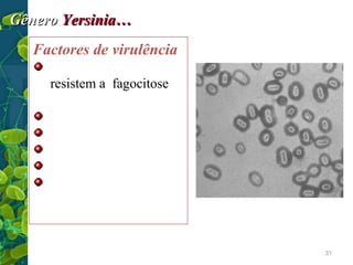 Gênero Yersinia…
Factores de virulência
Ag . V e W:
resistem a fagocitose
Pesticina
Coagulase
Fibrinolisina
Endotoxina
Y. pestis: Cápsula
proteica…
Y. pestis
31

 