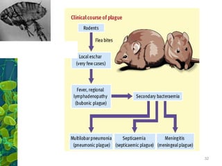 Trasmissão pessoa a pessoa
Pulex irritans

32

 