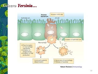 Género Yersinia…

33

 
