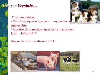 Gênero Yersinia…
•Y. enterocolitica…
• Diarréias, aquosas agudas – sanguinolentas …
enterocolite
• Ingestão de alimentos, água contaminada com
fezes…Inóculo 109
•frequente na Escandinávia e E.U.

37

 