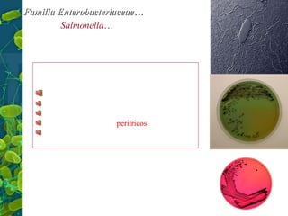 Familia Enterobacteriaceae…
Gênero Salmonella…

Características:
Bacilos Gram negativos
Não esporulados
Fermentadores
Móveis, com flagelos peritricos
Anaeróbios facultativos

5

 
