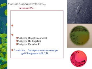 Familia Enterobacteriaceae…
Gênero Salmonella…
Características:
Difícil classificação
Devido a semelhança de DNA está classificada
como uma espécie entérica
Sorotipos
Antígeno O (polissacarideo)
Antígeno H ( flagelar)
Antígeno Capsular Vi
S. enterica….Subespecie enterica sorotipo
typhi Sorogrupos A,B,C,D.

6

 