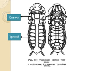Стигма

Трахей

 