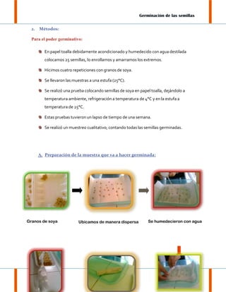 Germinación de las semillas
2.

Métodos:

Para el poder germinativo:
En papel toalla debidamente acondicionado y humedecido con agua destilada
colocamos 25 semillas, lo enrollamos y amarramos los extremos.
Hicimos cuatro repeticiones con granos de soya.
Se llevaron las muestras a una estufa (25°C).
Se realizó una prueba colocando semillas de soya en papel toalla, dejándolo a
temperatura ambiente, refrigeración a temperatura de 4°C y en la estufa a
temperatura de 25°C.
Estas pruebas tuvieron un lapso de tiempo de una semana.
Se realizó un muestreo cualitativo; contando todas las semillas germinadas.

A. Preparación de la muestra que va a hacer germinada:

Granos de soya

Ubicamos de manera dispersa

Se humedecieron con agua

Pág. 7

 