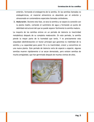 Germinación de las semillas
embrión, formando el endospermo de la semilla. En las semillas llamadas no
endospérmicas, el material alimenticio es absorbido por el embrión y
almacenado en contenedores especiales llamadas cotiledones.
3. Maduración. Durante esta fase, se seca la semilla y se separa la conexión con
la planta madre, cortando el suministro de agua y formando un punto de
debilidad estructural del que se puede separar fácilmente la semilla madura.
La mayoría de las semillas entran en un periodo de latencia (o inactividad
metabólica) después de su completa maduración. En este periodo, la semilla
pierde la mayor parte de la humedad que tenía. Y es precisamente esta
sequedad (deshidratación) el factor principal que garantiza la viabilidad de la
semilla y su capacidad para poner fin a la inactividad, crecer y convertirse en
una nueva planta. Este periodo de latencia varía de especie a especie; algunas
semillas mueren rápidamente si se secan demasiado, pero existen semillas de
mucha antigüedad, que han germinado después de muchos cientos de años.

Pág. 5

 