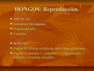 HONGOS: Reproducción.









ASEXUAL.
Gemación (levaduras).
Fragmentación.
Conidios.
SEXUAL:
Fusión de células o hifas de individuos diferentes.
Cigoto -> mitosis -> carpóforo -> esporangios ->
meiosis -> esporas sexuales.

 
