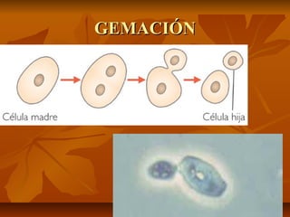 GEMACIÓN

 