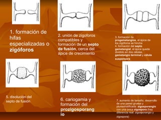 1. formación de
hifas
especializadas o
zigóforos

5. disolución del
septo de fusión

2. unión de zigoforos
compatibles y
formación de un septo
de fusión, cerca del
ápice de crecimiento

6. cariogamia y
formación del
prozigosporang
io

3. formación de
progametangios, el ápice de
los zigóforos se hincha
4. formación del septo
gametangial, el ápice queda
dividido en dos células,
gametangio terminal y célula
suspensora

7. aumento de tamaño, desarrollo
de una pared gruesa y
pluriestratificada: zigosporangio
con una única zigospora (hay
diferencia real: zigosporangio y
zigospora)

 