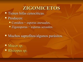 ZIGOMICETOS



Tienen hifas cenocíticas.
Producen:



Conidios = esporas asexuales.
Zigoesporas = esporas sexuales.



Muchos saprofitos/algunos parásitos.



Mucor sp.
Rhizopus sp.



 